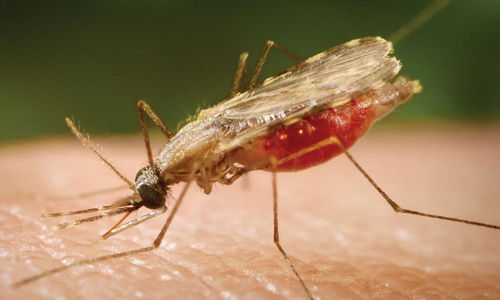 Ilustrasi nyamuk malaria