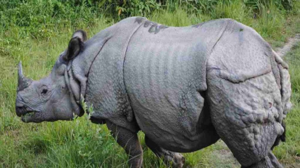 badak bercula satu.