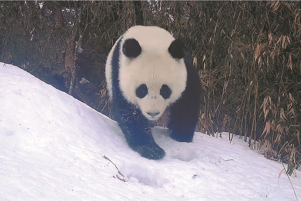 Kabar Gembira! Populasi Panda Liar Meningkat, kini Tak Terancam Punah