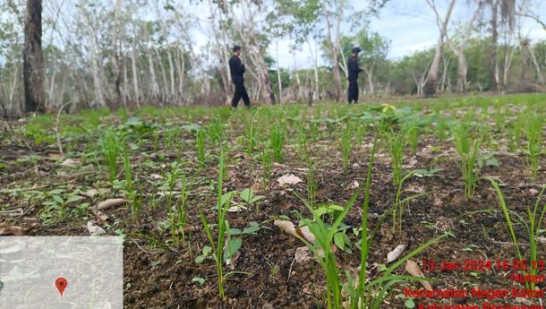 Konflik Lahan PTPN Way Berulu Harus Segera Dihentikan