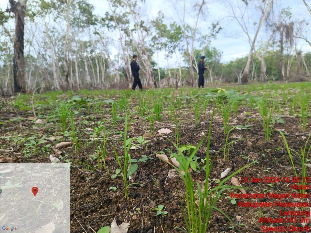 Persoalan lahan PTPN I Regional 7 (dulu PTPN VII) Unit Kebun Way Berulu yang diduduki oknum yang mengatas namakan warga Desa Tamansari, Gedongtataan, Pesawaran harus segera dihentikan.