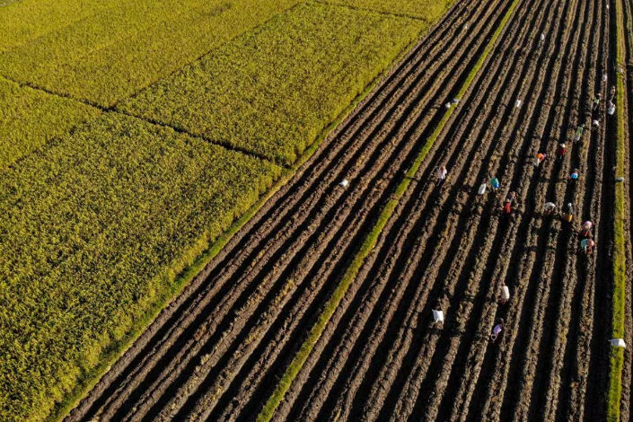 Petani menanam jagung di persawahan Kunjang, Kediri, provinsi Jawa Timur, Indonesia, 10 April 2023 (Antara Foto/Muhammad Mada)
