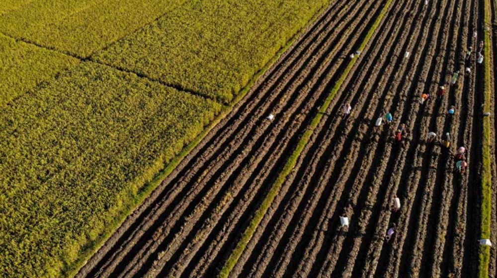Petani menanam jagung di persawahan Kunjang, Kediri, provinsi Jawa Timur, Indonesia, 10 April 2023