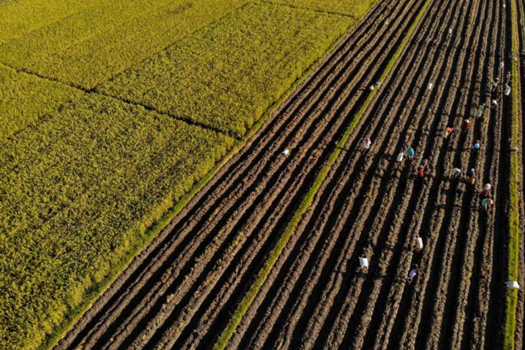 Petani menanam jagung di persawahan Kunjang, Kediri, provinsi Jawa Timur, Indonesia, 10 April 2023 (Antara Foto/Muhammad Mada)