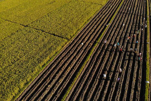 Petani menanam jagung di persawahan Kunjang, Kediri, provinsi Jawa Timur, Indonesia, 10 April 2023