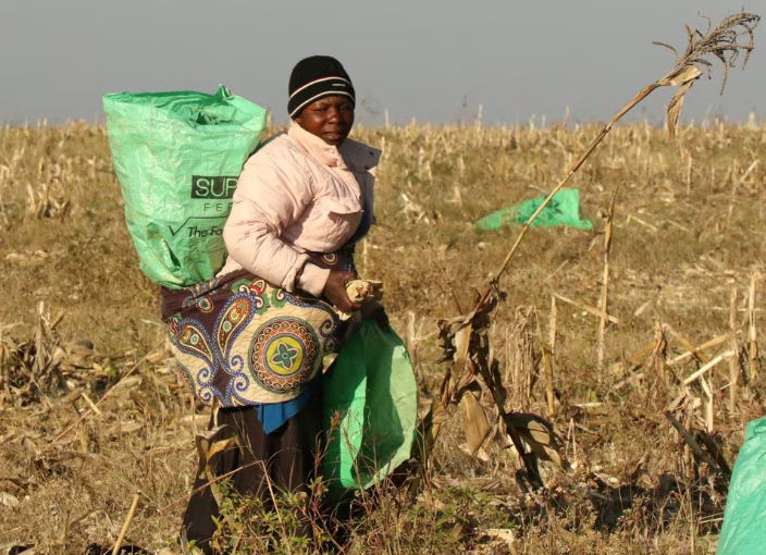 Seorang wanita bekerja di ladang jagung di sebuah peternakan yang dimukimkan kembali di dekat Chinhoyi, Zimbabwe (Reuters/Philimon Bulawayo)