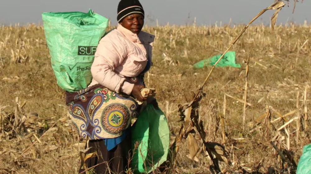 Seorang wanita bekerja di ladang jagung di sebuah peternakan yang dimukimkan kembali di dekat Chinhoyi, Zimbabwe