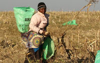 Seorang wanita bekerja di ladang jagung di sebuah peternakan yang dimukimkan kembali di dekat Chinhoyi, Zimbabwe