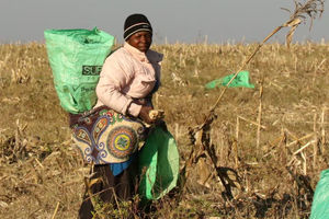 Seorang wanita bekerja di ladang jagung di sebuah peternakan yang dimukimkan kembali di dekat Chinhoyi, Zimbabwe