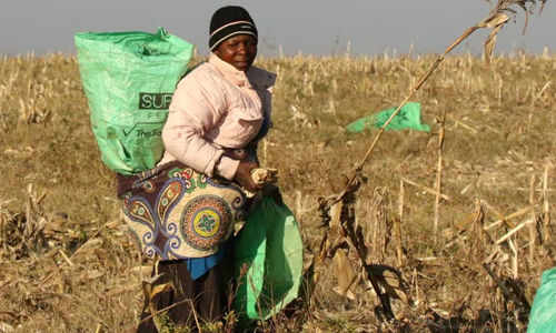 Seorang wanita bekerja di ladang jagung di sebuah peternakan yang dimukimkan kembali di dekat Chinhoyi, Zimbabwe