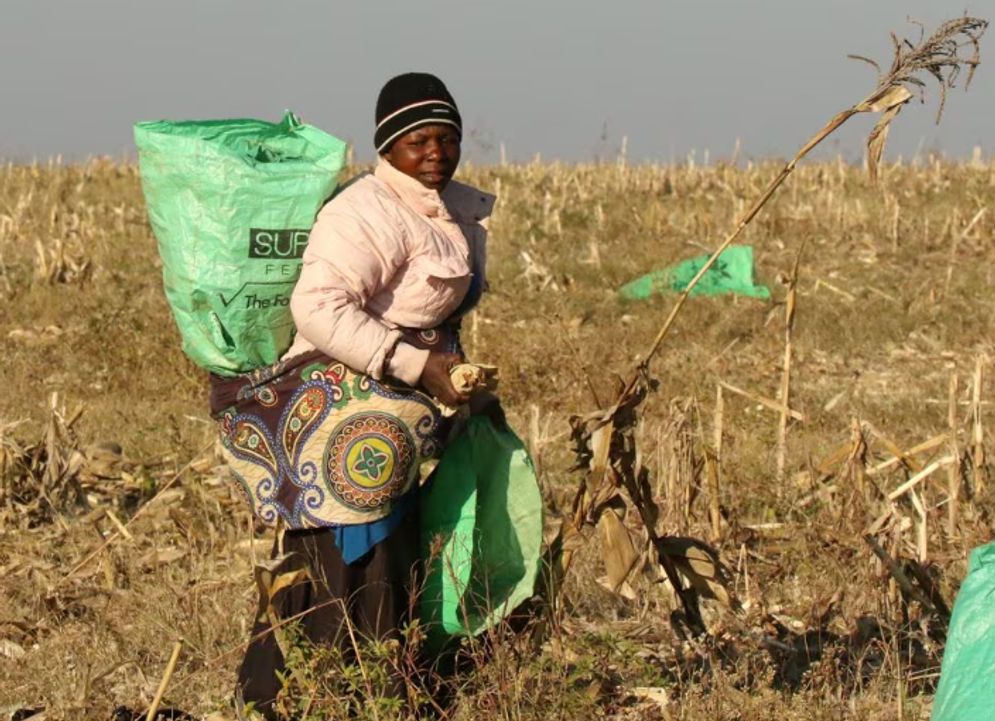 Seorang wanita bekerja di ladang jagung di sebuah peternakan yang dimukimkan kembali di dekat Chinhoyi, Zimbabwe