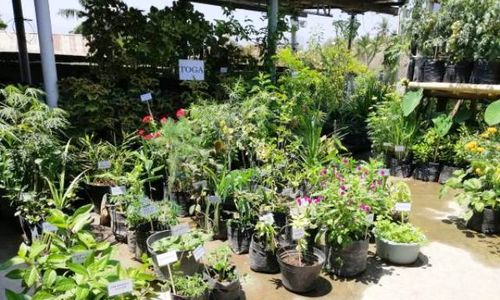 Keluarga Makin Sehat, Yuk Buat Apotek Hidup di Rumah 