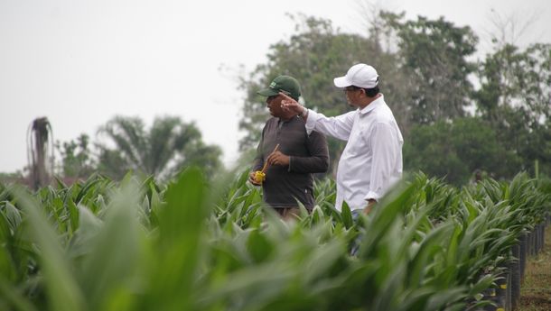 Proyek Bibitan PTPN Bekri, Gairahkan Ekonomi Warga Sekitar