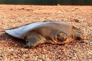 Kura-kura Raksasa Cantor.jpg