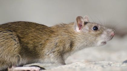 Waspada! Ini Ciri-ciri Ada Tikus di Rumah Anda