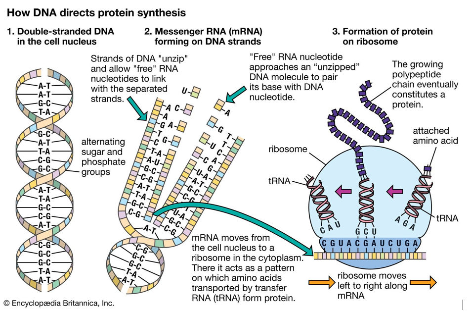 Ilustrasi DNA