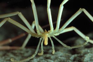 laba laba antartika.jpg