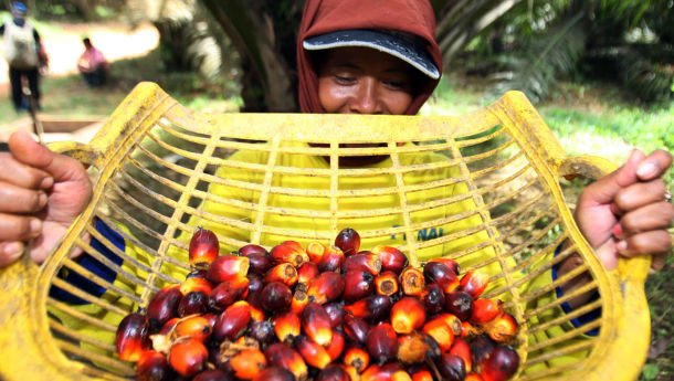 Ternyata Ini Alasan Industri Sawit Tidak Selaras dengan Aspek Lingkungan?