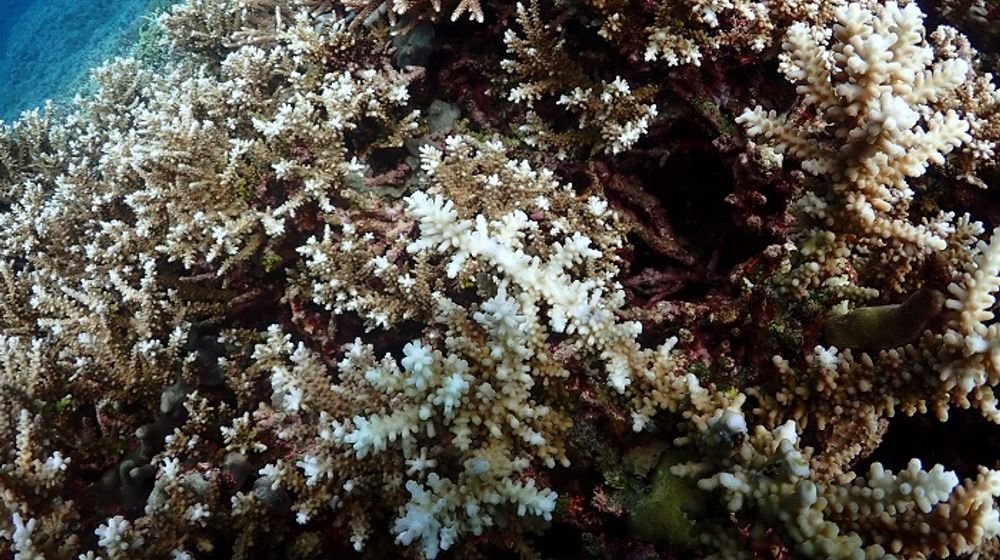KKP Kaji Fenomena Pemutihan Karang Waspadai Naiknya Suhu Air Laut. 