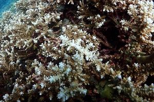 KKP Kaji Fenomena Pemutihan Karang Waspadai Naiknya Suhu Air Laut. 