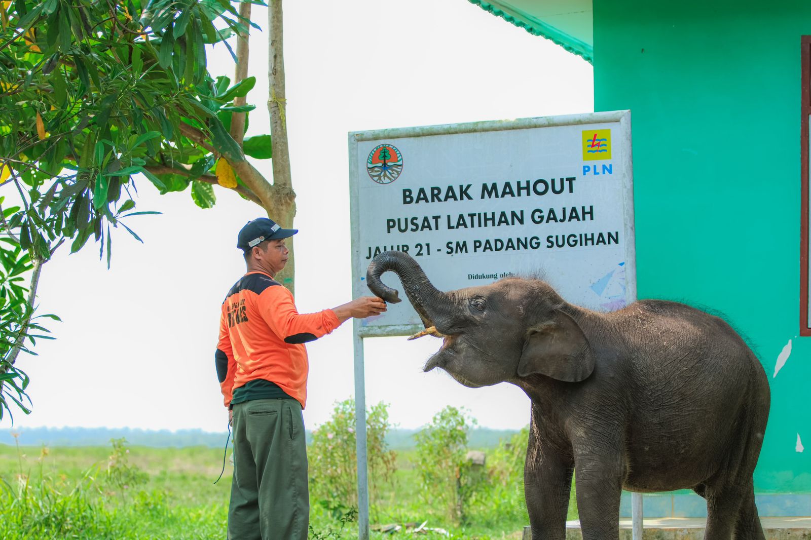 Pusat Latihan Gajah (PLG) Sumatra Padang Sugihan