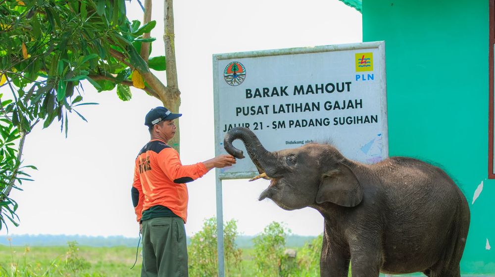 Pusat Latihan Gajah (PLG) Sumatra Padang Sugihan.jpeg