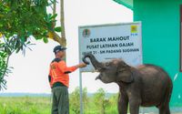 Pusat Latihan Gajah (PLG) Sumatra Padang Sugihan.jpeg