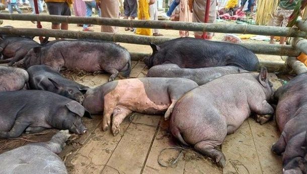 Flu Babi Datang Lagi, Ratusan Babi di Manggarai Barat Mati Terkapar