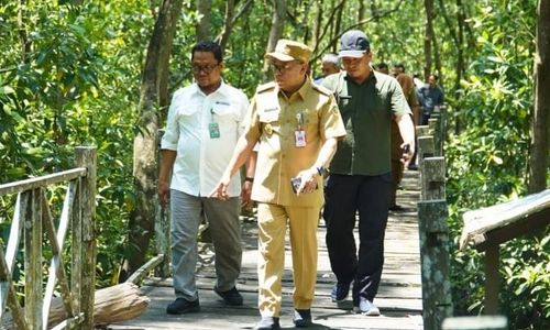 mangrove ppu.jpg