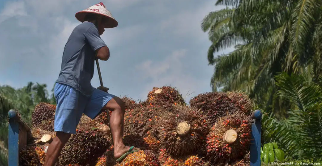 Malaysia merupakan produsen minyak sawit terbesar kedua di dunia setelah Indonesia (Wahyudi/AFP via Getty Images)