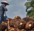 Malaysia merupakan produsen minyak sawit terbesar kedua di dunia setelah Indonesia (Wahyudi/AFP via Getty Images)