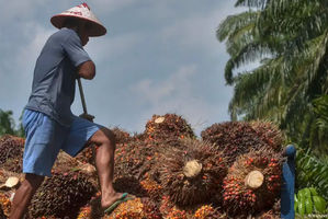 Malaysia merupakan produsen minyak sawit terbesar kedua di dunia setelah Indonesia