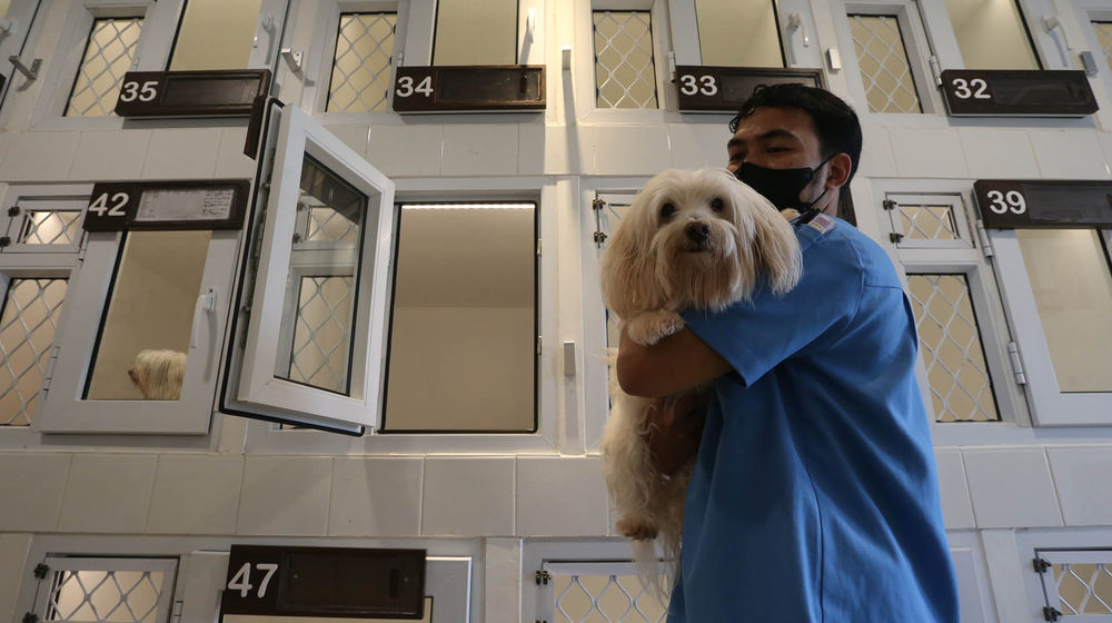 Jasa Penitipan Hewan - Panji 1.jpg