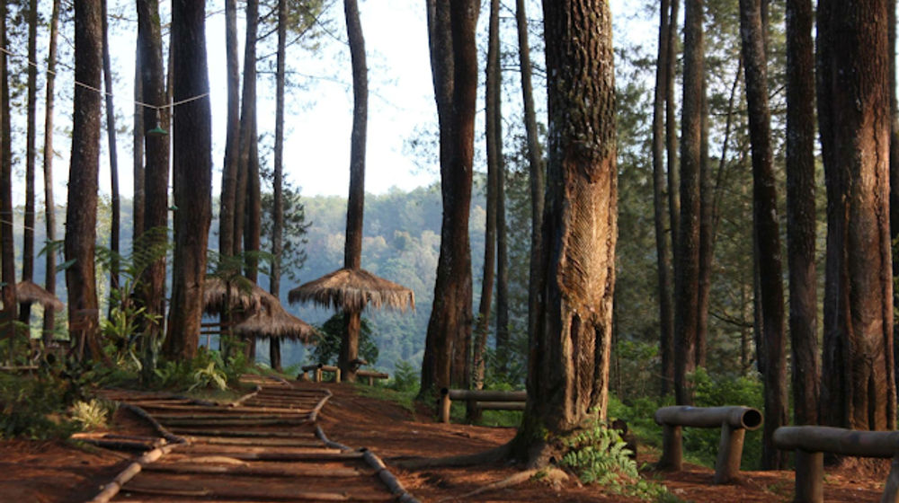 Wisata hutan pinus