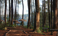 Wisata hutan pinus (junglepark)