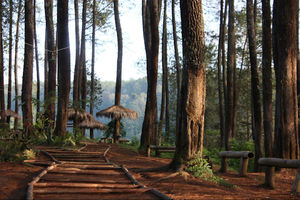 Wisata hutan pinus