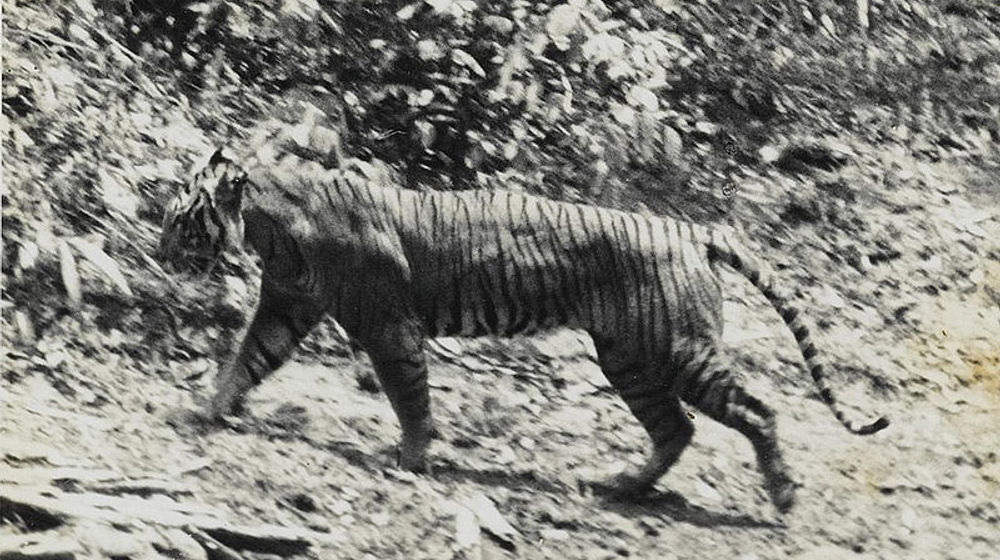harimau jawa.jpg