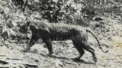 harimau jawa.jpg