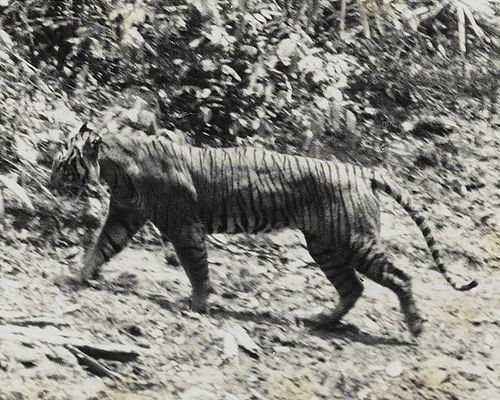 harimau jawa.jpg