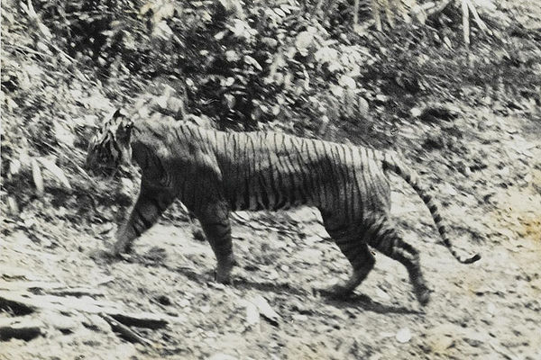 harimau jawa.jpg