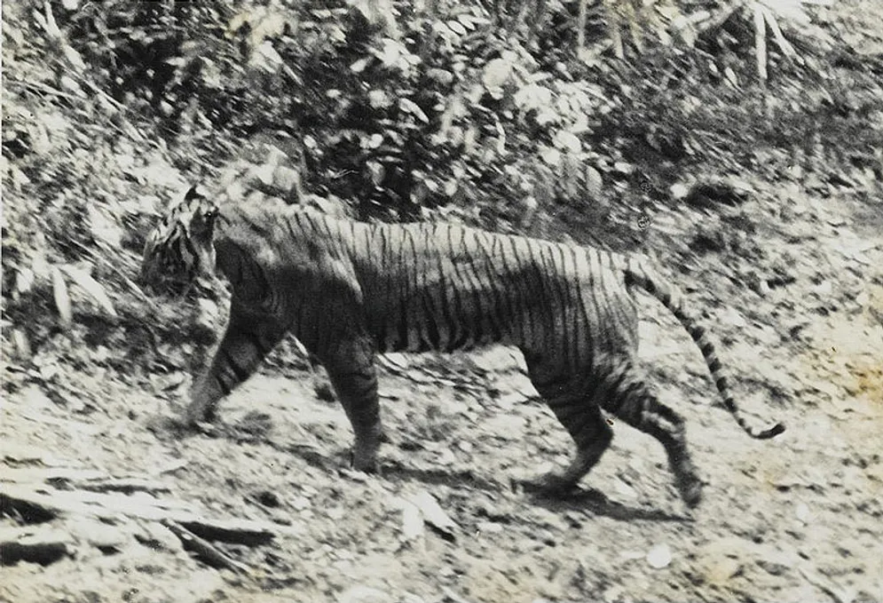 Benarkah Harimau Jawa Kembali dari Kepunahan? 