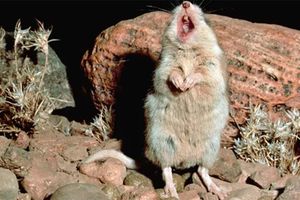 TIKUS BELALANG SELATAN.jpg