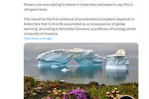 Bunga di Antartika.png