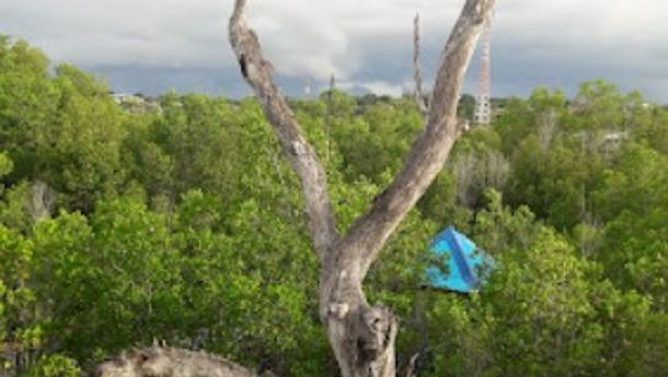  Punya Hutan Mangrove Seluas 23.020,33 Ha, Warga NTT Wajib Melestarikannya