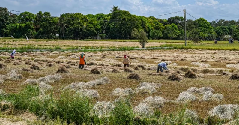 Para petani bekerja di persawahan di Bulacan, Filipina. (Foto: AFP / Jam Sta Rosa)