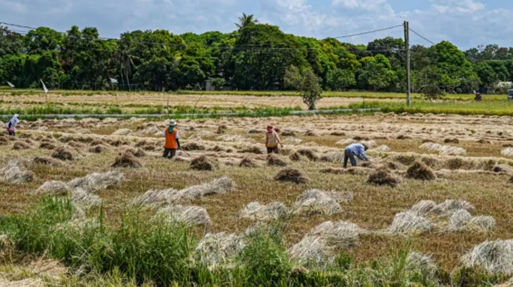 Para petani bekerja di persawahan di Bulacan, Filipina.