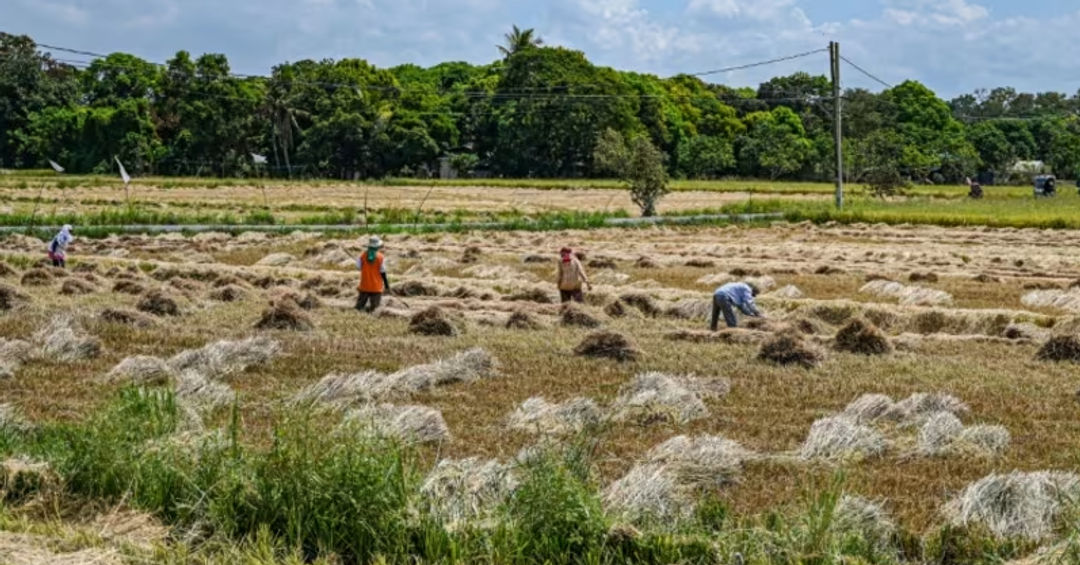 Para petani bekerja di persawahan di Bulacan, Filipina. (Foto: AFP / Jam Sta Rosa)