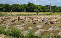 Para petani bekerja di persawahan di Bulacan, Filipina.