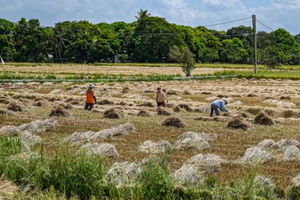 Para petani bekerja di persawahan di Bulacan, Filipina.