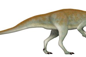 Ilustrasi dinosaurus jenis Chakisaurus nekul
